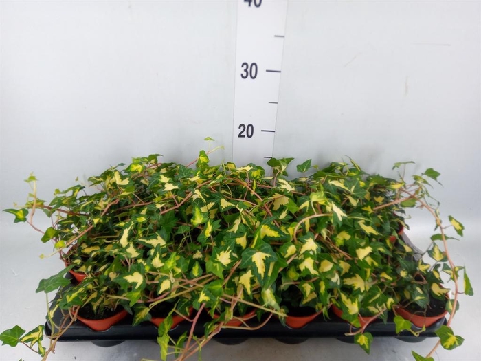 <h4>Hedera helix</h4>