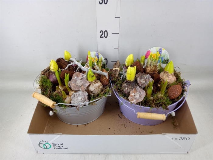 <h4>Arr.   Bol/Knolgewas L%</h4>