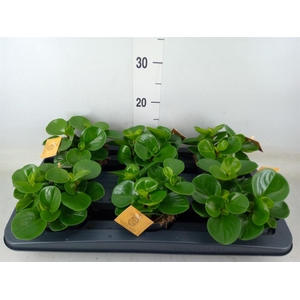 Peperomia obt. 'Green Gold'