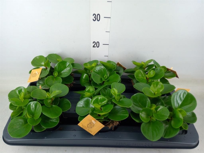 <h4>Peperomia obt. 'Green Gold'</h4>