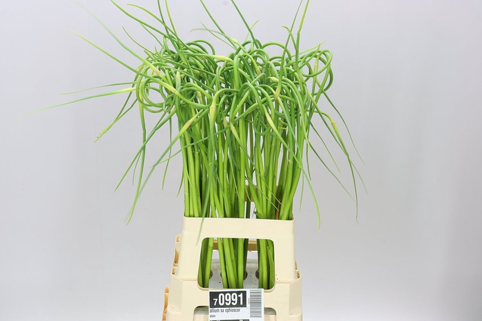 <h4>Allium Sa Ophioscordon</h4>