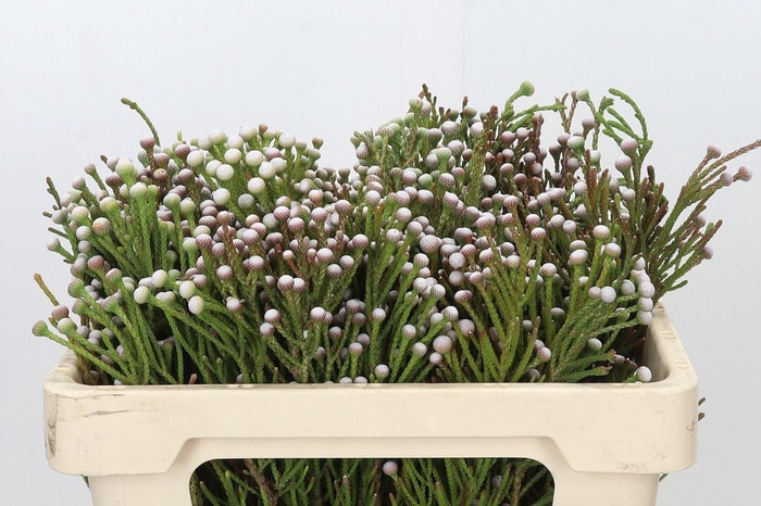 <h4>BRUN NODULIFLORA</h4>
