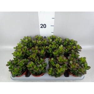Crassula ovata 'Minor'