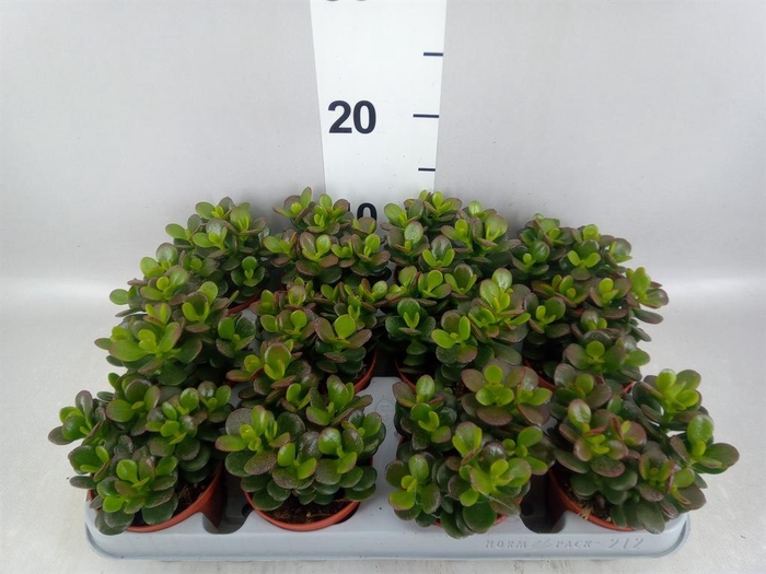 <h4>Crassula ovata 'Minor'</h4>
