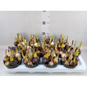 Bolbloemen   ...mix in pot