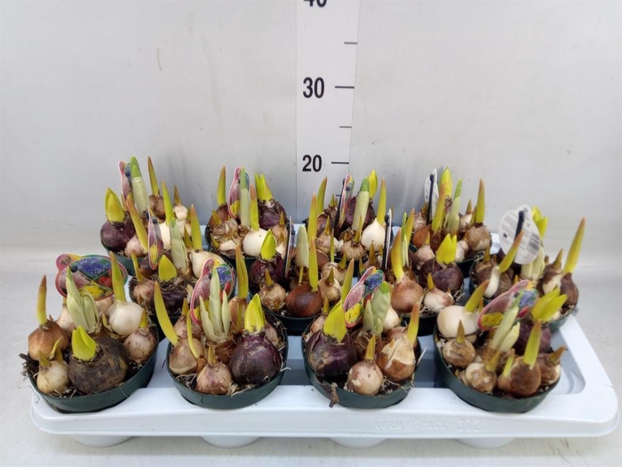 <h4>Bolbloemen   ...mix in pot</h4>