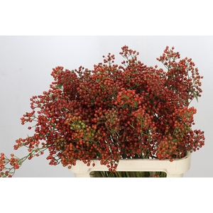 Rozenbottel Autumn Rosefruits gold