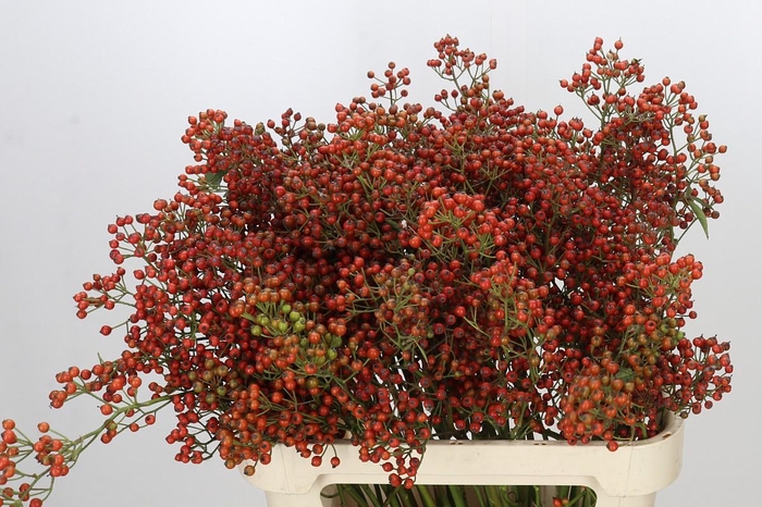 <h4>Rozenbottel Autumn Rosefruits gold</h4>