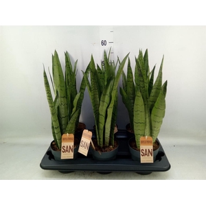 Sansevieria trifa.   ...