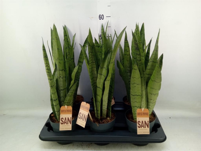 <h4>Sansevieria trifa.   ...</h4>