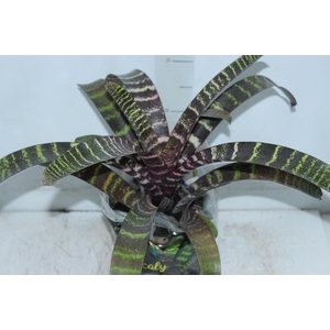 BROMELIA VRIESEA RED CHESTNUT P17