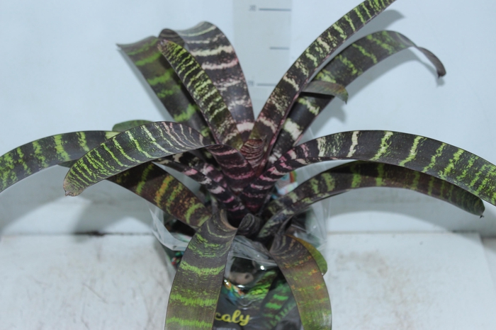 <h4>BROMELIA VRIESEA RED CHESTNUT P17</h4>