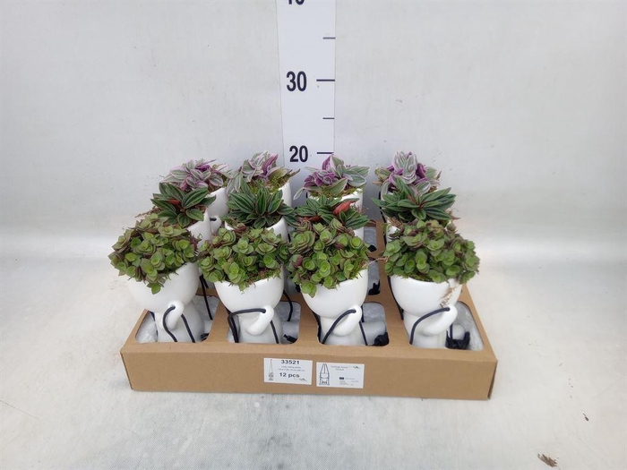 <h4>Arr.   Kamerplant Groen L%</h4>