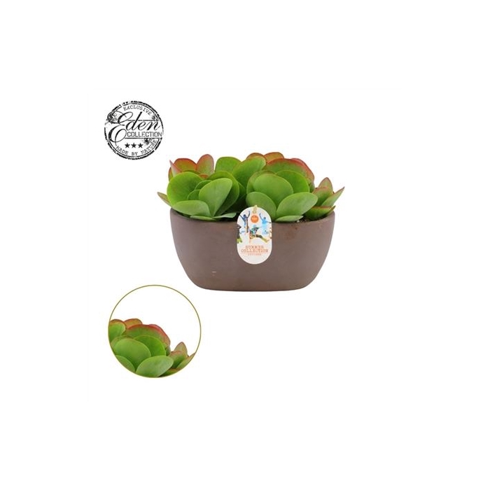 <h4>Kalanchoe Thyrsiflora Keramiek</h4>