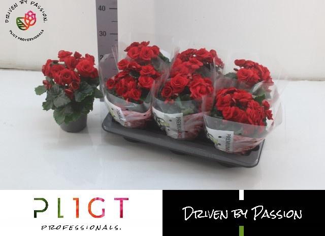 <h4>BEG DU BALADIN</h4>