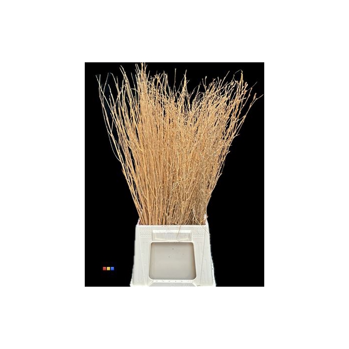 <h4>Betula / Berkentak Apricot</h4>
