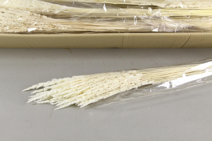 <h4>DF Mappetta Bs Bleached 100g</h4>