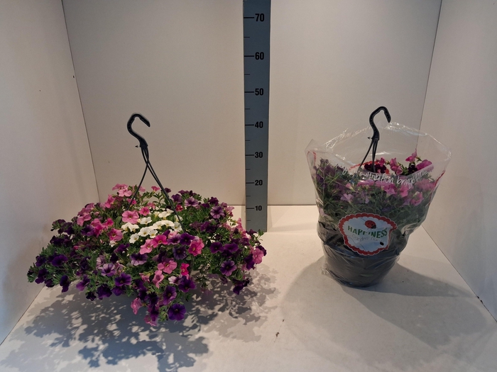 <h4>PERKPL MIXK</h4>