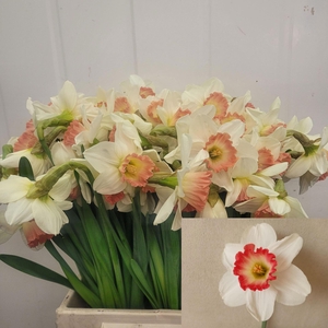 NARCISSUS LC 'PINK CHARM'