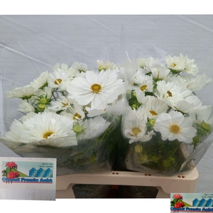 COSMOS BIPINNATUS