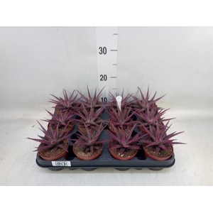 Haworthia fasciata 'Big Band'