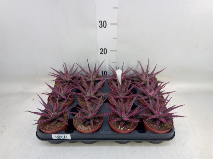 <h4>Haworthia fasciata 'Big Band'</h4>