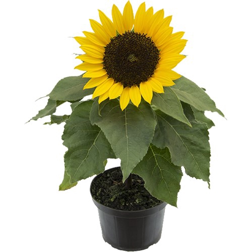 <h4>GIRASSOL MINI P15</h4>