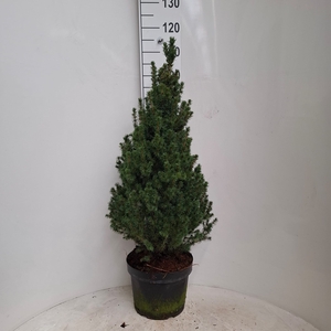 PICEA AB CONICA