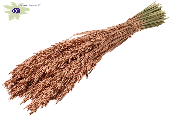 Avena per bunch Copper