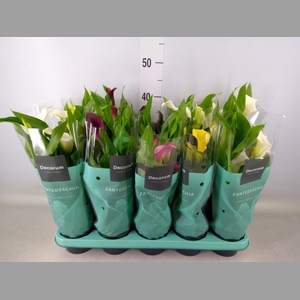 Zantedeschia   ...mix