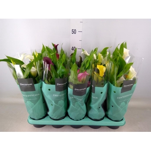 Zantedeschia   ...mix