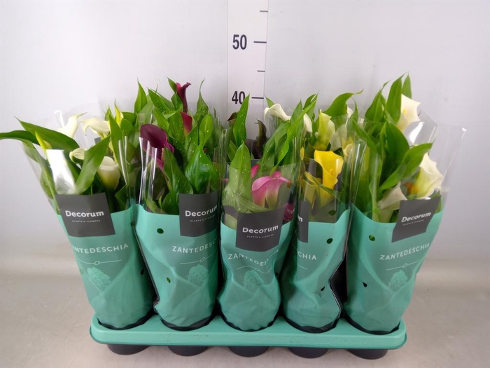 <h4>Zantedeschia   ...mix</h4>