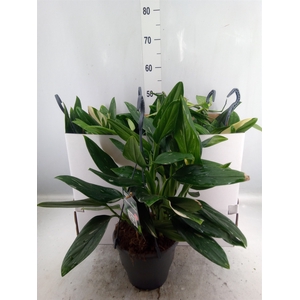 Philodendron  'Cobra'