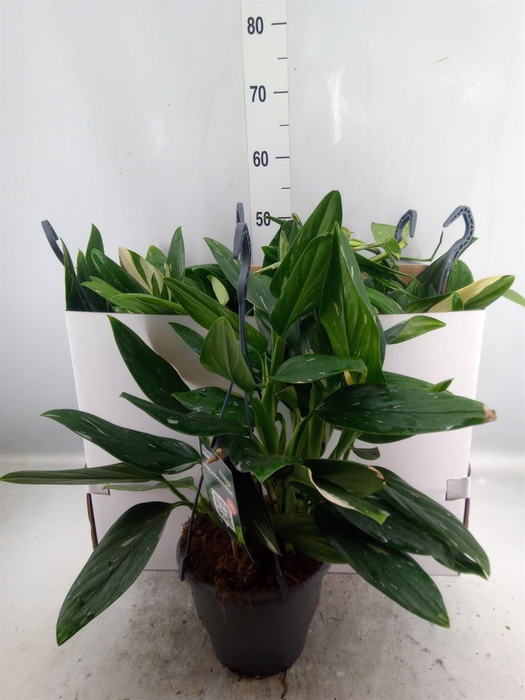 Philodendron  'Cobra'