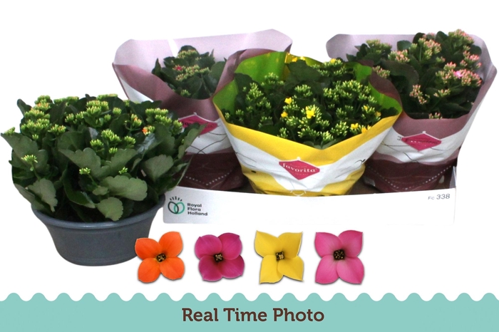 <h4>KAL EN GEM 4 KL</h4>