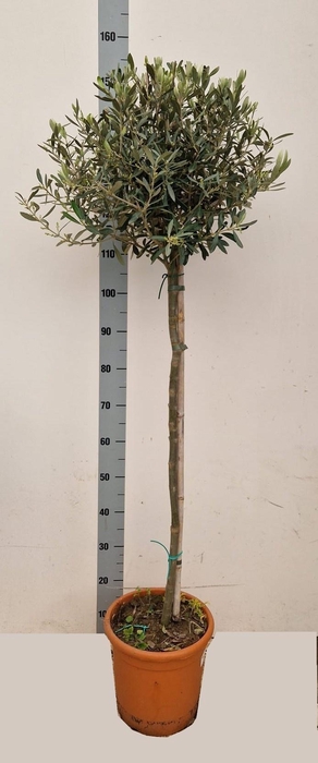 <h4>OLEA EUROPAEA</h4>