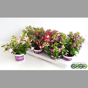 FUCHSIA B F GEM