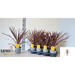 Cordyline australis 'Red Star'