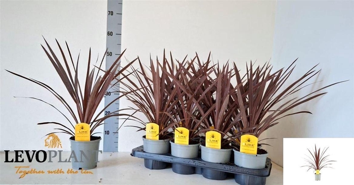 <h4>Cordyline australis 'Red Star'</h4>