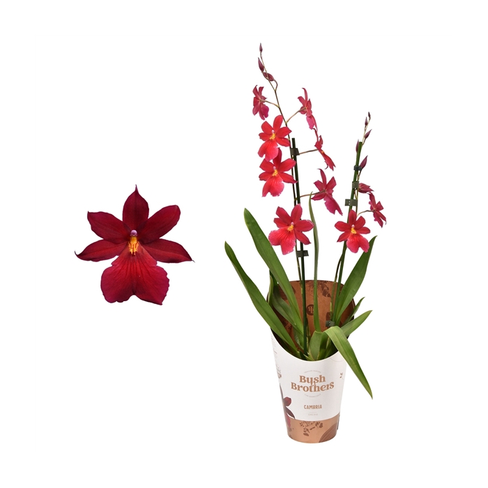 <h4>Cambria 'Nelly Isler' Red Velvet 2 tak 12 cm</h4>