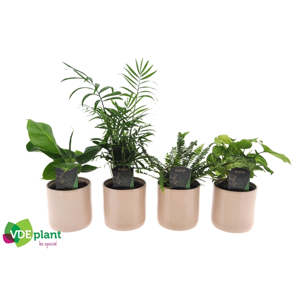 <h4>Fresh Green mix in Havana keramiek</h4>