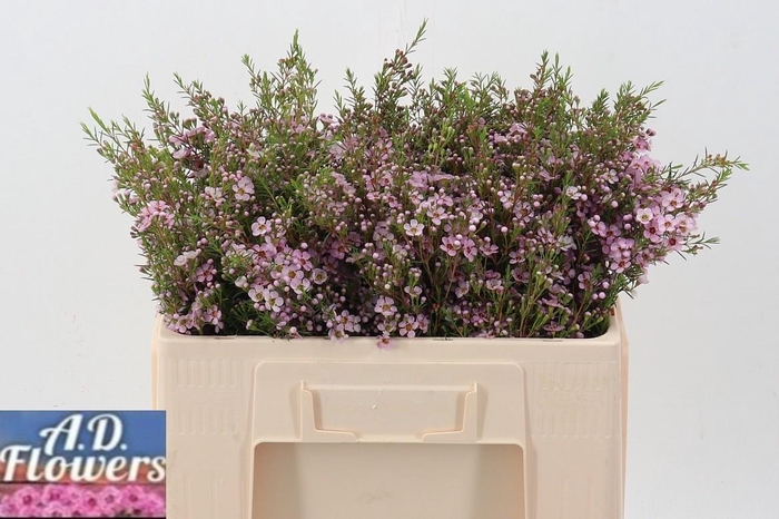 <h4>Cham Un Pink Shine</h4>