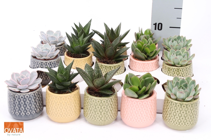 <h4>SUCC GEM 5 SRT</h4>