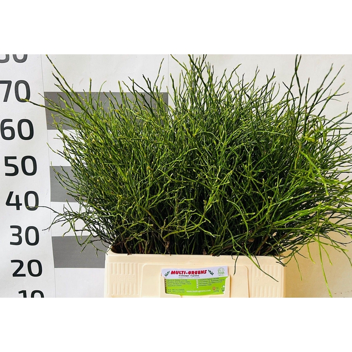 <h4>Vacc Huckleberry Bs</h4>