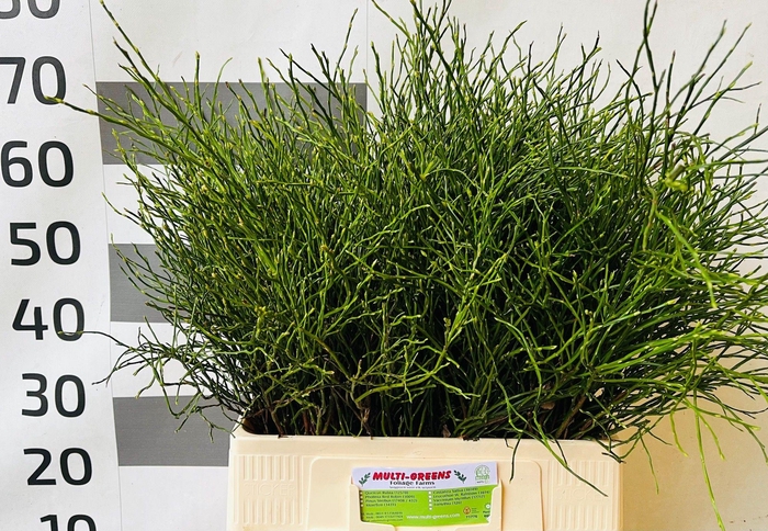 <h4>Vacc Huckleberry Bs</h4>