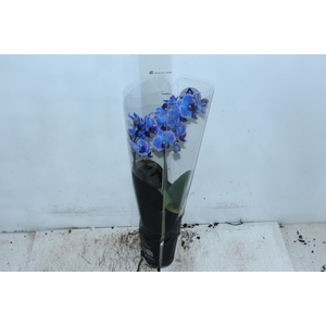 PHALAENOPSIS MINI P09 TINGIDA AZUL