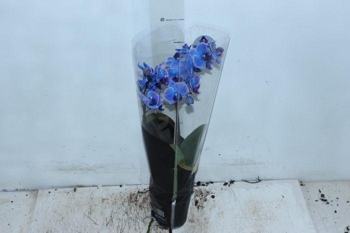 <h4>PHALAENOPSIS MINI P09 TINGIDA AZUL</h4>