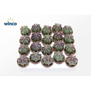 Echinocereus Inermis (purple)