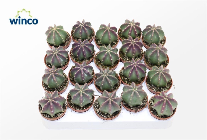 <h4>Echinocereus Inermis (purple)</h4>