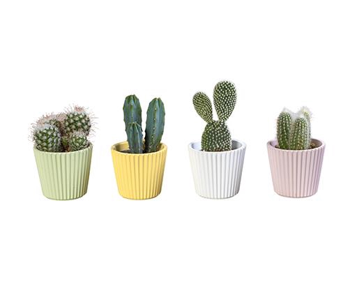 CACTUS MIX P6 L 65917